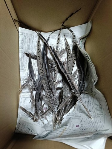 Beaucoup longues plumes - beaucoup, de