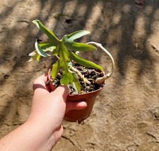 Philodendron mayoi –