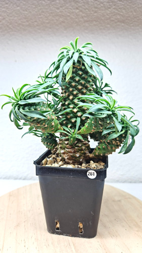 Euphorbia hypogea live - euphorbia, ➡️--live