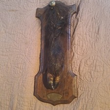 Taxidermie, trophée de