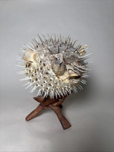 Large dried blowfish - 10",