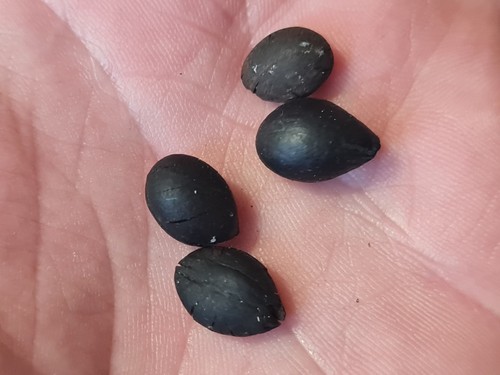 Graines fossiles styrax - graines,
