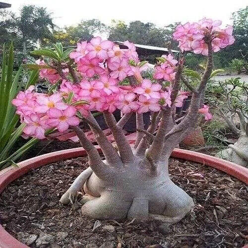Graines adenium arabic - graines, d'adenium