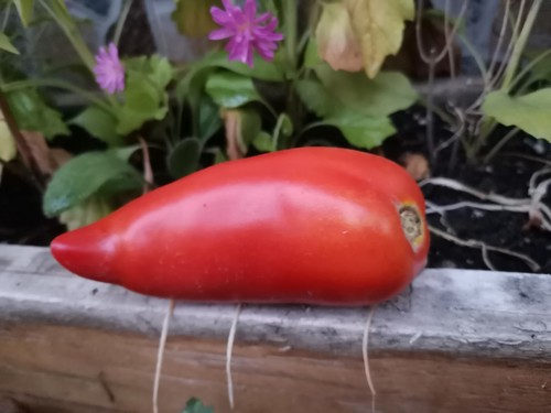 Graines tomate andine - tomate,