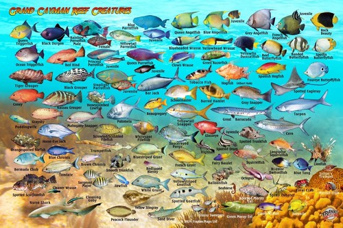 Grand cayman island fish - cayman, map