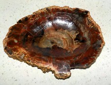 Vide poche tranche de bois fossilisé pétrifié poli de Madagascar 1,2kg