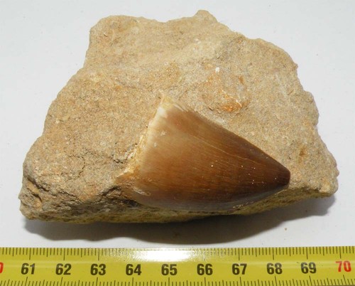 Dent mosasaurus anceps - dent,
