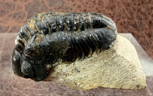 Trilobite sandstone from - on,