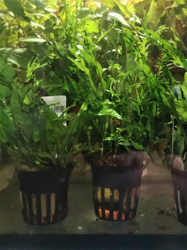 Microsorum pteropus windelow - pteropus, windelow-