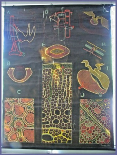 Affiche scolaire planche - scolaire,