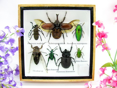 Insectes exotiques réel - insectes, 3d