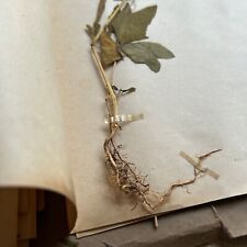 HERBIER PLANTES ANCIENNES PROFESSIONNEL DESCRIPTIONS DACTYLOGRAPHIÉE 1940