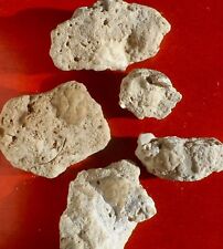 5 CRABES FOSSILES ÉOCÈNES DE SEINE-ET-MARNE