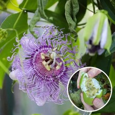 Passiflora 'Eia Popeia' ( COOLTROPICS series ) - Passiflore à fruits comestibles