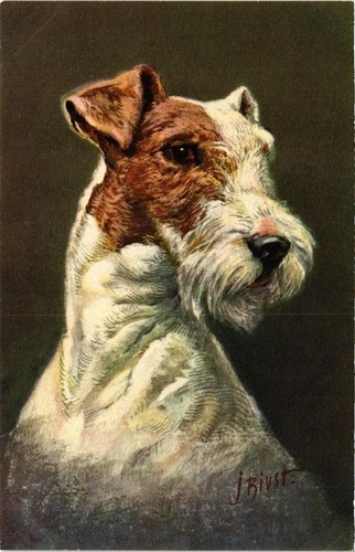 Cpa fox terrier - cpa,