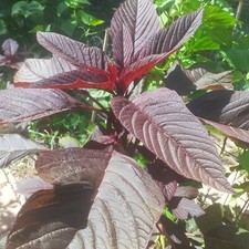 1 000 graines d'amarante rouge