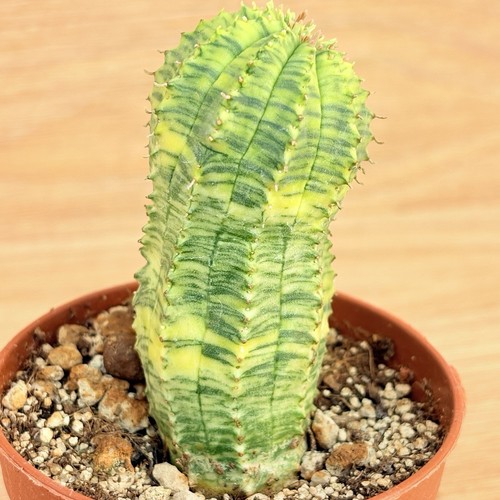 Euphorbia obesa hybride - , f