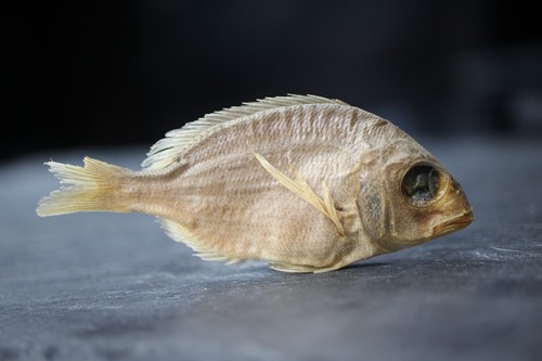 Sparaillon poisson - n°1, –