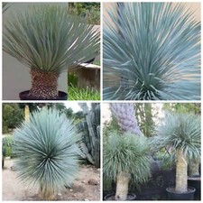 30 graines yucca rostrata