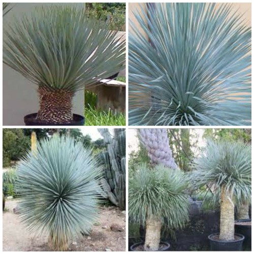 Graines yucca rostrata - 30,