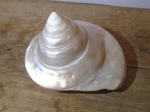 Coquillage trochus nicolitus - trochus,
