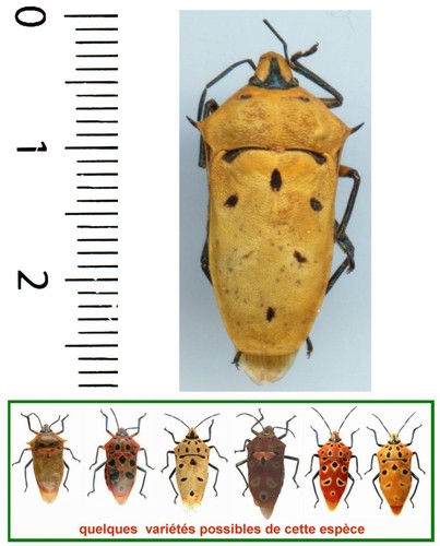 Hemiptera scutelleridae - hemiptera,,