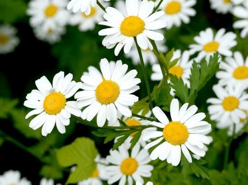 3000 graines fleurs - 3000,