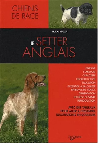Setter anglais guido mazza - le,