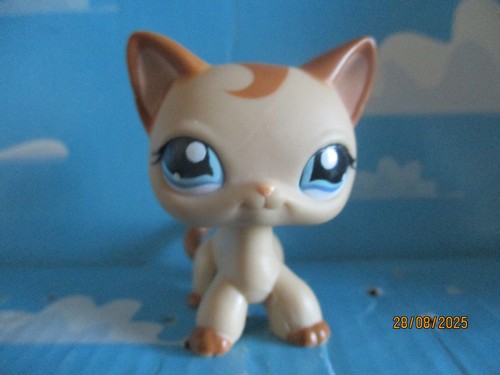 Petshop chat europeen 1024 - petshop,