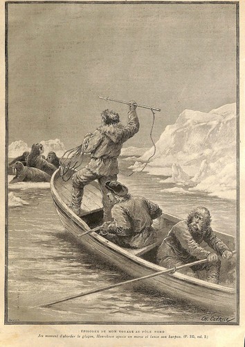 North pole walrus - north,