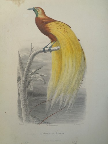 Gravure ancienne oiseaux - gravure,
