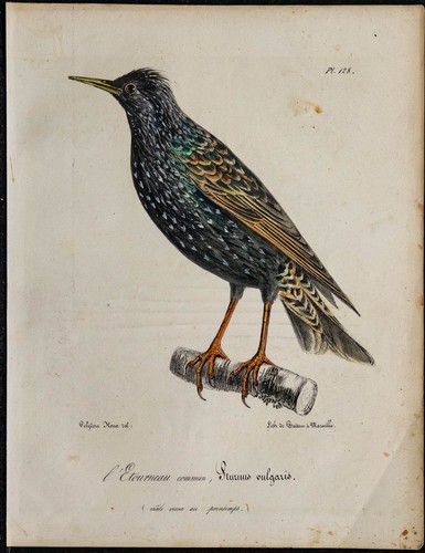 1830 étourneau sansonnet - -,