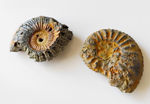 Lot ammonites dont - ammonites, une