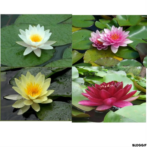 Nenuphar lot 2 plante - de,
