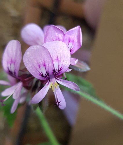 Pelargonium lycée - x, 'lycée