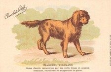 CPA - Epagneul Allemand