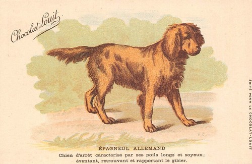 Cpa epagneul allemand - -,