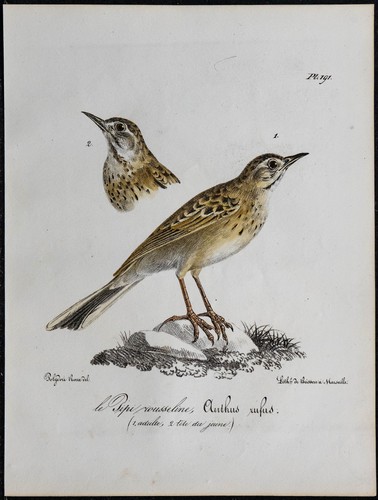 1830 pipit rousseline rare - 1830,