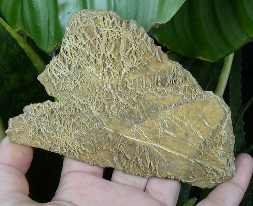 Minéral fossile à - minéral,