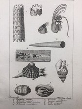 Conchyliologie 1804 Coquillage