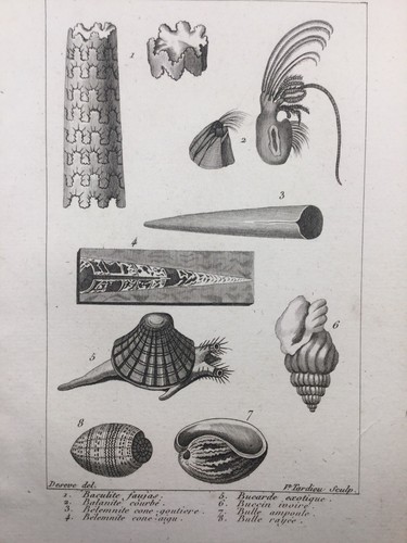 Conchyliologie 1804 coquillage - conchyliologie,