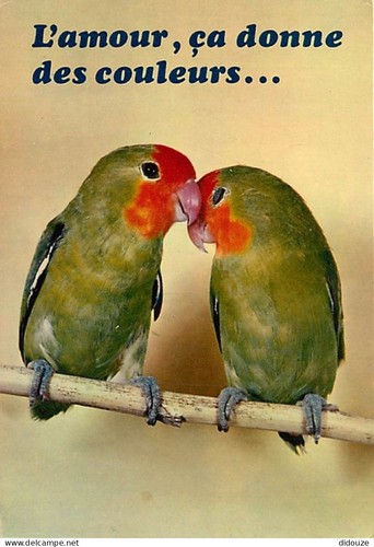 Carte postale animaux - carte,