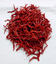 Branche de corail rouge