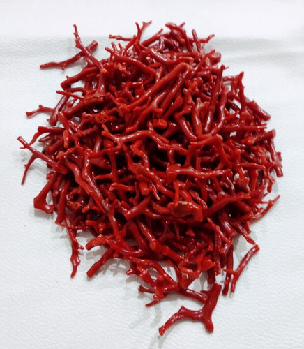 Branche corail rouge - corail,