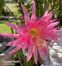 Epiphyllum Crystal Flash - Cactus Orchidée
