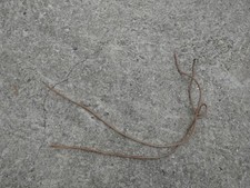 1914 1940 Paire de Lacets de Gourde ou Guetrons cuir 