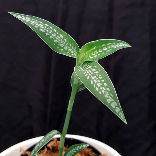 Macodes platythelis maculata - macodes,