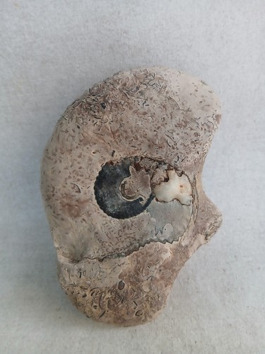Ammonite fossiles france - ammonite,,
