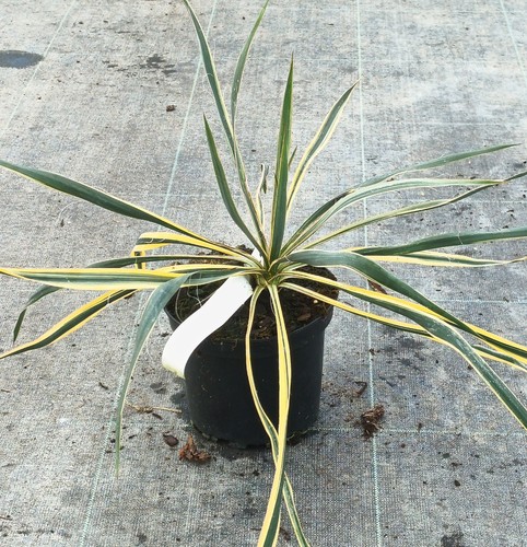 Yucca filamentosa bright - yucca,
