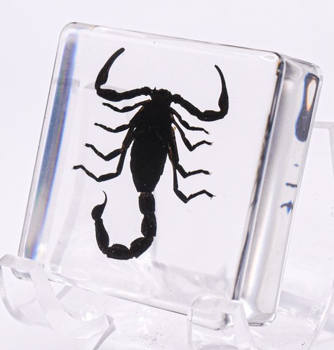 Spécimen éducatif résine - spécimen, en